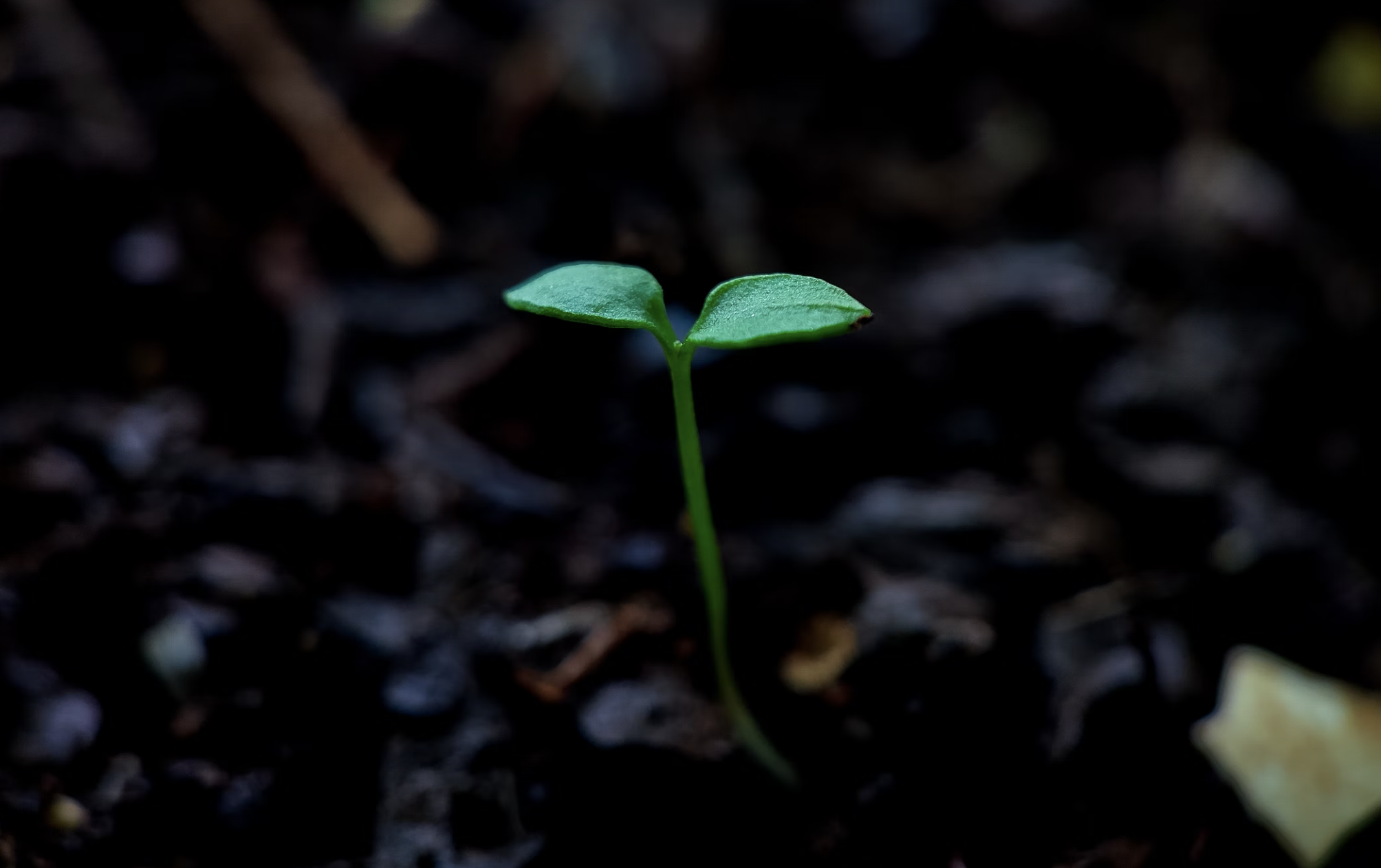 Seedling popping up, growing through soil